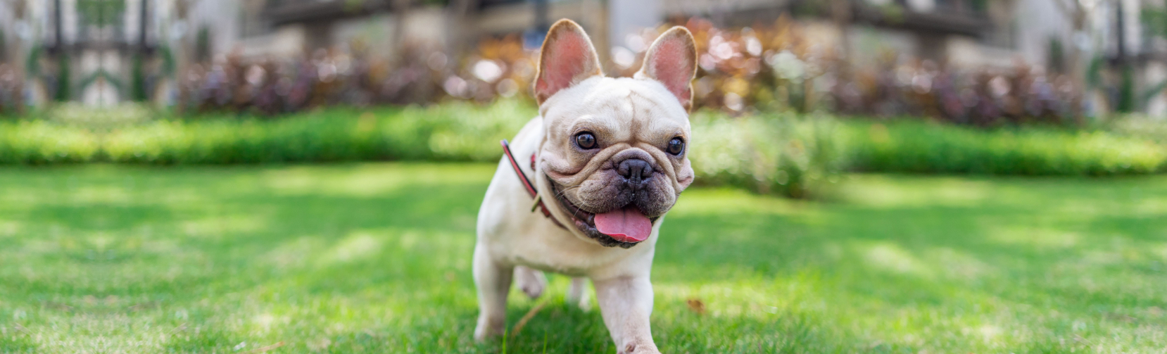 Adoptable Frenchie