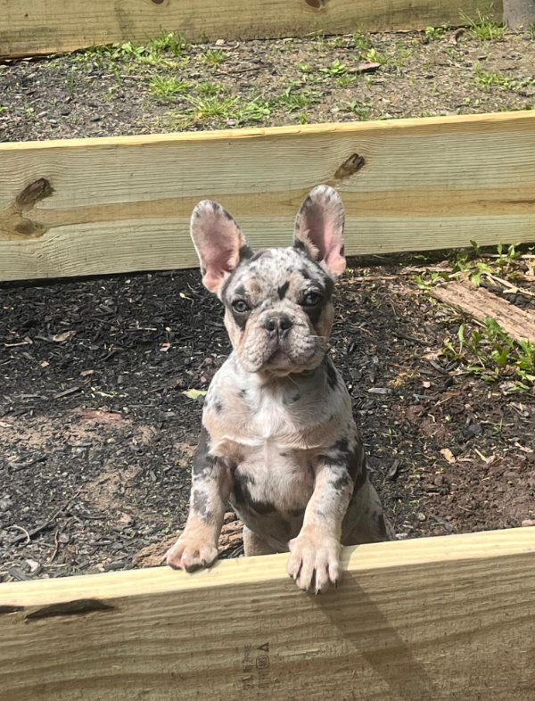 French Puppies