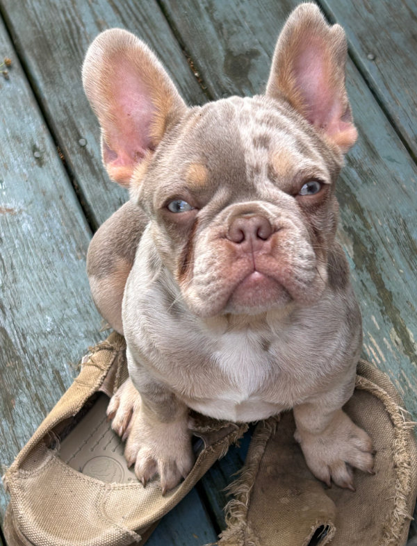 French Puppies