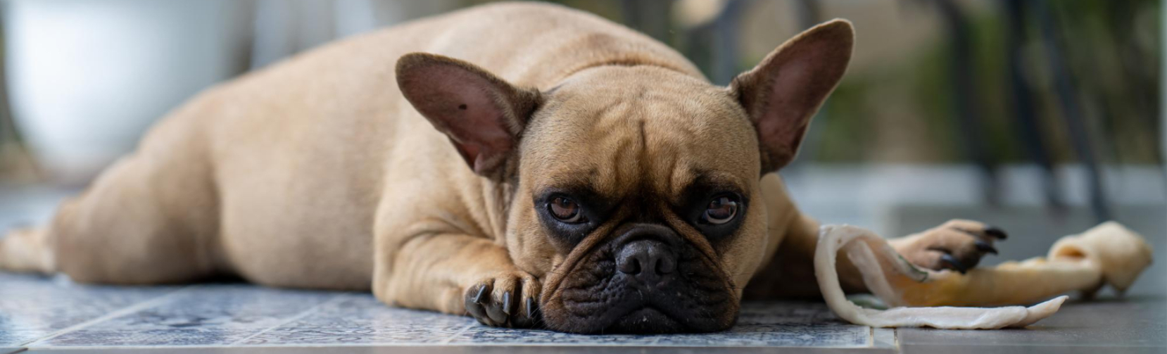 French Bulldog and Puppies