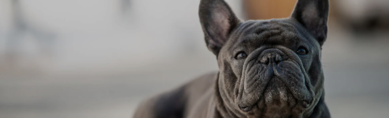 Frenchie Dog